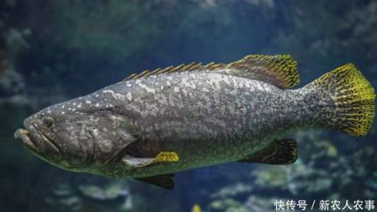 鱼龙吃什么饲料：龙趸鱼是一种生活在热带和亚热带和亚热带海洋的底层