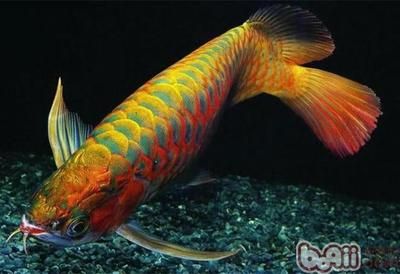 最漂亮的龙鱼是哪种品种：新加坡国际鱼展中最漂亮的龙鱼品种之一