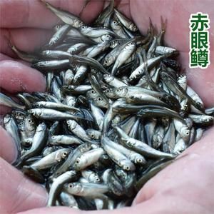 我想看银龙鱼的照片怎么弄：喂龙鱼的活饲料鱼处理 龙鱼百科 第1张