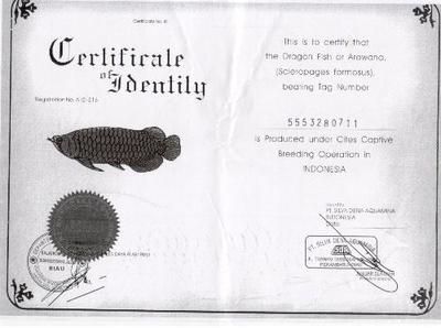 龙鱼证书有用吗：在购买龙鱼时，龙鱼证书有用吗？