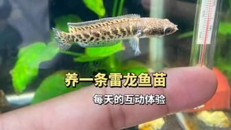 奶茶雷龙鱼苗难养吗怎么养好：奶茶雷龙鱼苗的养殖环境应该从以下几个方面进行解答 龙鱼百科 第1张