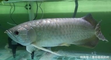 金龙鱼吃什么食物最好养：关于金龙鱼吃什么食物最好养 龙鱼百科 第3张