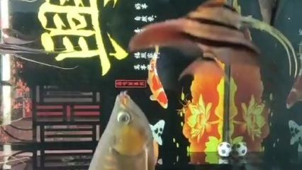 龙鱼满缸乱游：龙鱼满缸乱游可能是由多种原因引起的 龙鱼百科