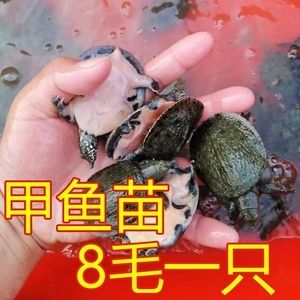 龙鱼能吃乌龟吗怎么喂：龙鱼能吃乌龟吗