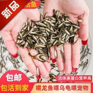 龙鱼喂饲料鱼吃不吃了：龙鱼喂饲料鱼吃不吃 龙鱼百科 第1张