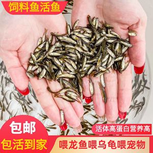 龙鱼喂饲料鱼吃不吃了：龙鱼喂饲料鱼吃不吃 龙鱼百科 第2张