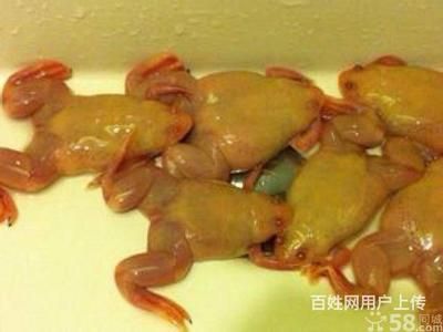 龙鱼吃金蛙的好处：龙鱼吃金蛙有什么好处，饲养者需要注意投喂频率和卫生问题 龙鱼百科 第1张