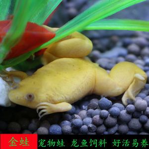 龙鱼吃金蛙的好处：龙鱼吃金蛙有什么好处，饲养者需要注意投喂频率和卫生问题 龙鱼百科 第3张