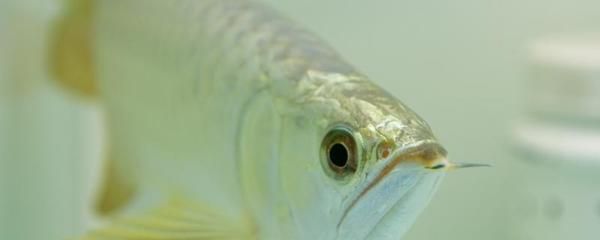 金龙鱼开灯时间：关于金龙鱼开灯时间的相关信息 龙鱼百科