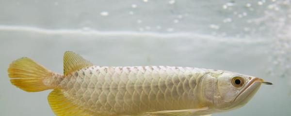 龙鱼长期吃泥鳅好吗：龙鱼长期吃泥鳅好吗长期吃泥鳅好吗 龙鱼百科 第2张