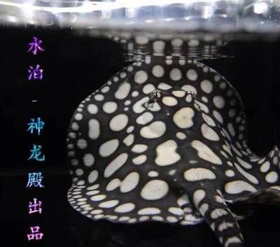 和兴龙鱼水族馆：北京和兴龙鱼贸易 龙鱼百科 第2张