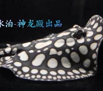 和兴龙鱼水族馆：北京和兴龙鱼贸易 龙鱼百科 第1张