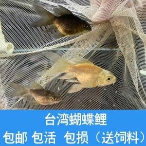 蝴蝶鲤和金龙鱼混养好吗：蝴蝶鲤和金龙鱼混养好吗， 龙鱼百科 第2张