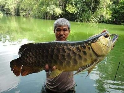 大湖龙鱼和血麒麟哪个好：大湖龙鱼和血麒麟哪个好呢 龙鱼百科 第3张