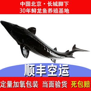 龙鱼能发空运吗：空运龙鱼可以发空运吗买家需要注意以下几个方面