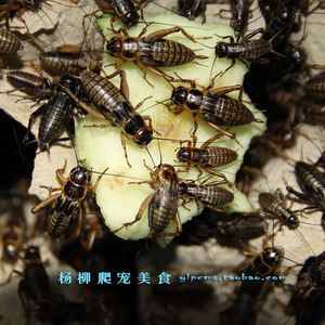 龙鱼吃蟋蟀好不好消化吸收营养：龙鱼吃蟋蟀好不好消化吸收营养成分推测 龙鱼百科 第3张