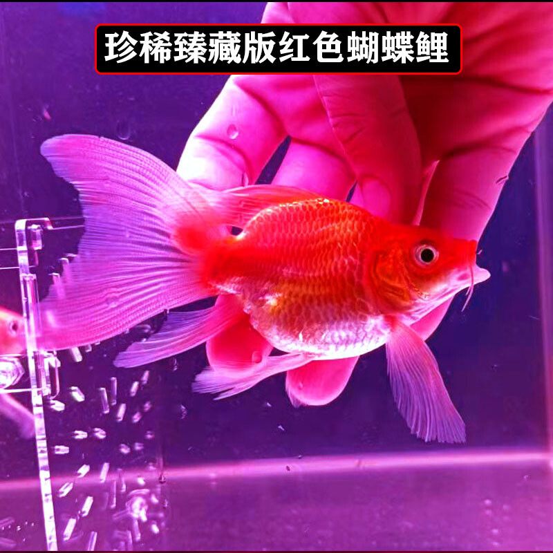 蝴蝶鲤混养龙鱼：蝴蝶鲤和龙鱼可以混养吗？ 龙鱼百科 第1张