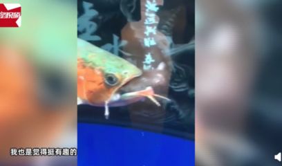 龙鱼吃不完的东西需要捞出来吗：如何处理龙鱼吃不完的食物 龙鱼百科 第1张