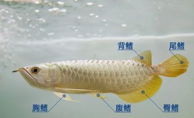 金龙鱼背鳍折了怎么办：金龙鱼的背鳍折了怎么办 龙鱼百科 第1张