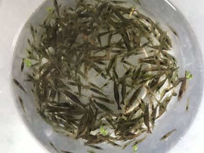 龙鱼能吃虾米吗怎么喂：龙鱼能吃虾米吗