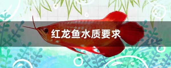 红龙鱼水质要求标准是什么：红龙鱼水质要求标准 龙鱼百科 第3张