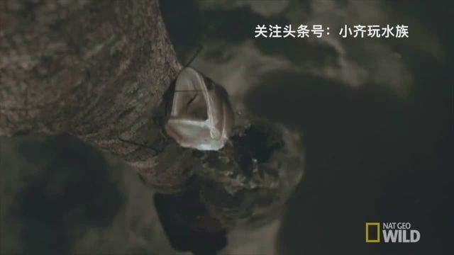 龙鱼野外生长环境要求是多少：饲养龙鱼时，必须将水先存放1-2天或在日光下晒半天 龙鱼百科 第2张