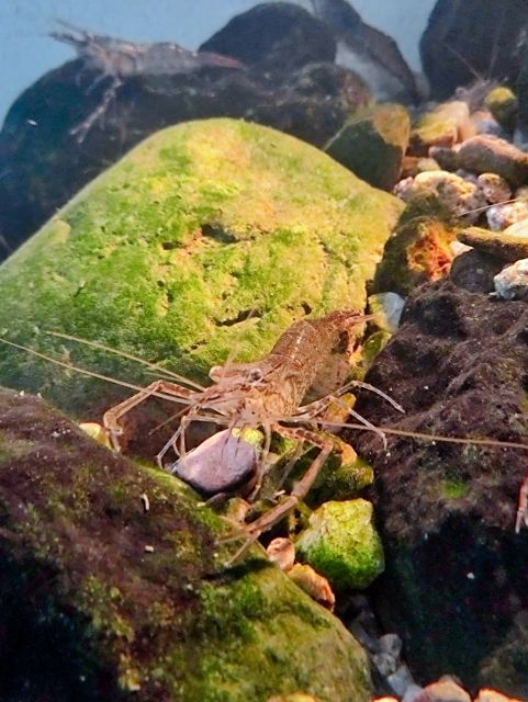 生物篇：虾·虎,心情鱼悦 观赏鱼论坛 第3张