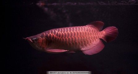 粉色的金龙鱼叫什么：粉色的金龙鱼叫什么名称 龙鱼百科 第1张