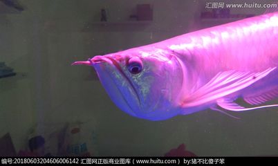 粉色的金龙鱼叫什么：粉色的金龙鱼叫什么名称 龙鱼百科 第3张