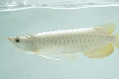 白金龙鱼价格 知乎：白金龙鱼的喂食需要关注其喂食、光照、水质、饲养环境和疾病预防 龙鱼百科 第2张