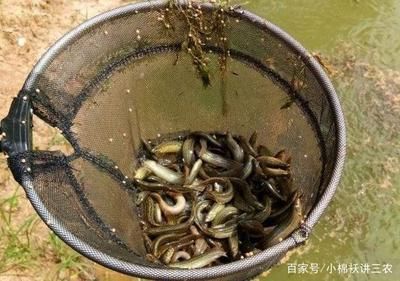 泥鳅给龙鱼吃怎么消毒：喂食龙鱼泥鳅时应该如何处理 龙鱼百科 第1张