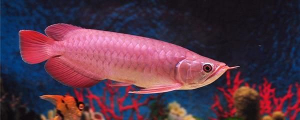 红龙鱼幼苗长到40公分要多少年寿命：红龙鱼幼苗长到40公分大约需要2-3年时间 龙鱼百科 第3张