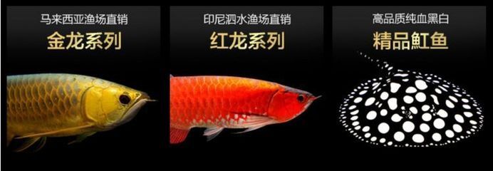 小龙鱼苗一天喂几次食：小龙鱼苗一天喂几次？ 龙鱼百科 第2张