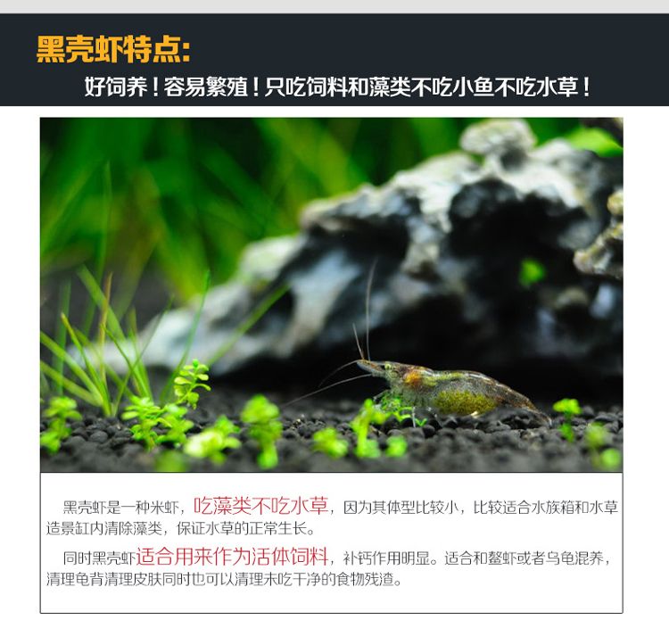 龙鱼吃虾米：龙鱼吃虾米时需要注意一些事项以保证龙鱼的健康 龙鱼百科 第1张