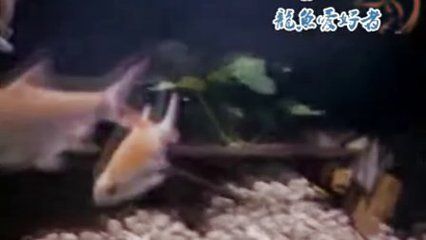 龙鱼喂食泥鳅方法：关于龙鱼喂食泥鳅的方法 龙鱼百科 第3张