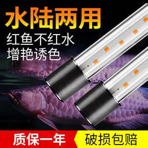 龙鱼用led灯好吗怎么样：用led灯养龙鱼好吗