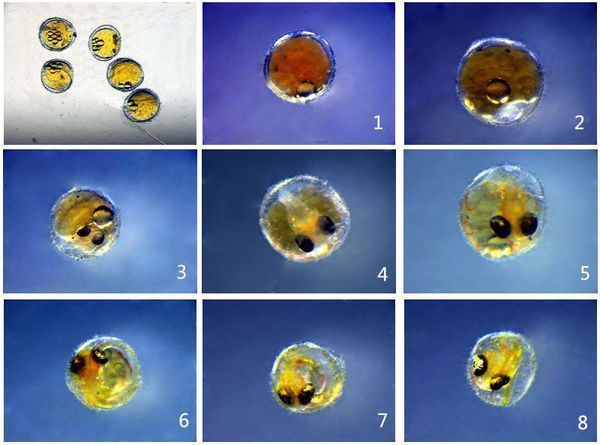 龙鱼卵怎么孵化出来的：龙鱼卵是怎么孵化出来的 龙鱼百科 第2张
