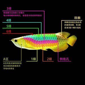 金龙鱼珠麟多久会亮：金龙鱼珠鳞的亮化时间 龙鱼百科 第3张