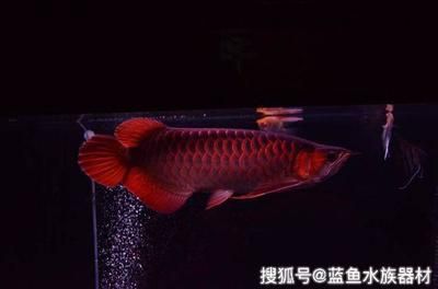 龙鱼新入缸多久才能吃食：龙鱼新入缸后多久才能吃食龙鱼新入缸后多久才能吃食