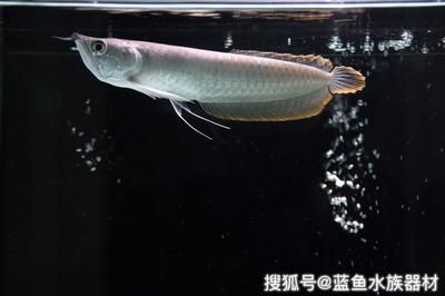 龙鱼新入缸多久才能吃食：龙鱼新入缸后多久才能吃食龙鱼新入缸后多久才能吃食