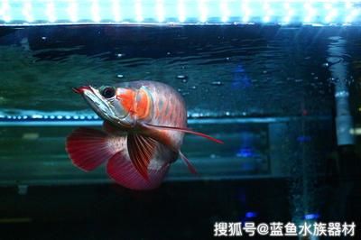 龙鱼新入缸多久才能吃食：龙鱼新入缸后多久才能吃食龙鱼新入缸后多久才能吃食