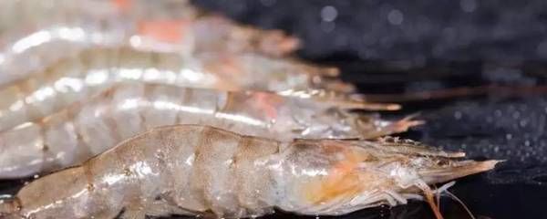 龙鱼喂淡水虾还是海水虾比较好吃：淡水虾和海水虾哪个好？