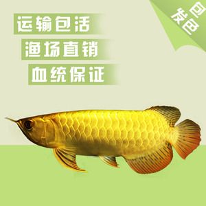 淘宝哪家龙鱼比较好：淘宝上经营龙鱼且用户评价较好的店铺：淘宝哪家龙鱼好 龙鱼百科 第3张