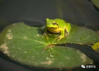 蜈蚣喂龙鱼要注意什么问题：蜈蚣喂养龙鱼要注意什么问题 龙鱼百科 第3张