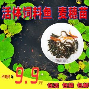 红龙鱼喂食麦穗鱼：红龙鱼是否适合喂食麦穗鱼