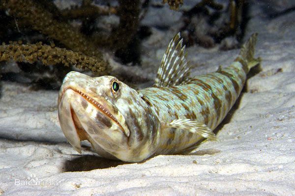 像龙头一样的鱼是什么鱼：海洋生物中没有真正的“龙头”鱼是什么鱼是什么鱼 龙鱼百科 第2张