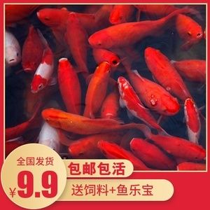 红龙鱼食谱分析：红龙鱼的食谱分析