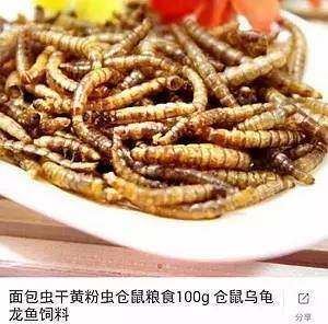 面包虫龙鱼能吃吗：面包虫可以作为龙鱼的食物吗？