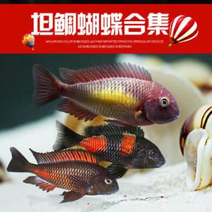 蝴蝶鲤龙鱼：蝴蝶鲤和龙鱼可以混养