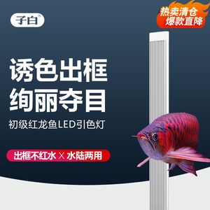 红龙鱼体长多少开始出框：红龙鱼的体长与其发色有一定的关联红龙鱼的发色过程 龙鱼百科 第1张